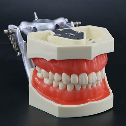 Typodont Zube Model, sa 28 Skinuti Zube, u Skladu sa Kilgore Nissin za Nastavu, Studija 8011 (8011+8024)